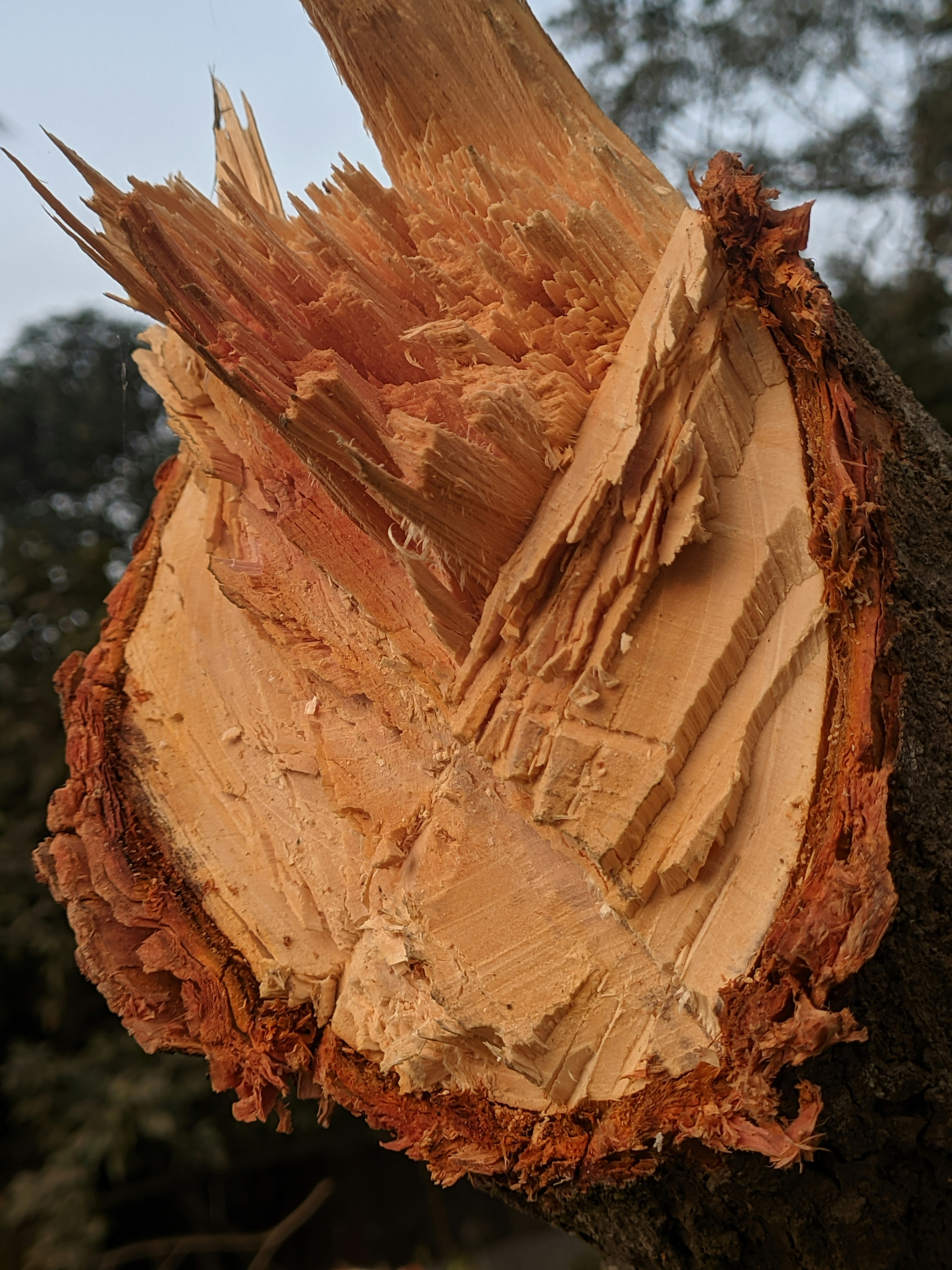 Mastic Tree